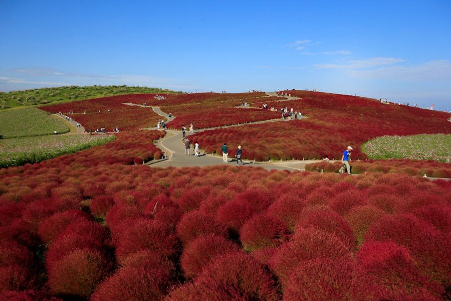 Visitors among the red kochia hills at Hitachi Seaside Park