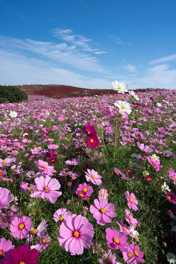 Cosmos and kochia at Hitachi Seaside Park