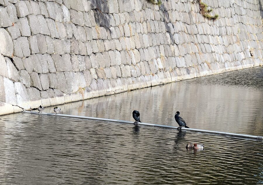 Nijo Castle's outer moat with stone walls and a watchtower, surrounded by greenery