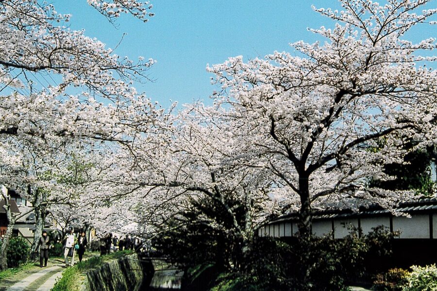Cherry blossom trees in full bloom along the Philosopher's Path canal, pink petals reflected on the water