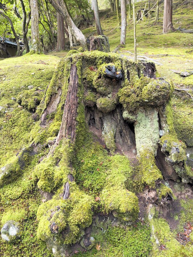 Saihoji Kokedera moss garden Kyoto