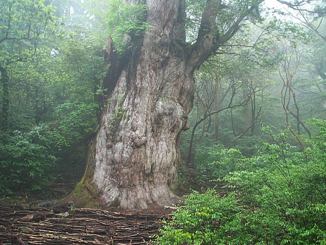 Jomon Sugi cedar tree on Yakushima island, estimated 2,000 to 7,200 years old