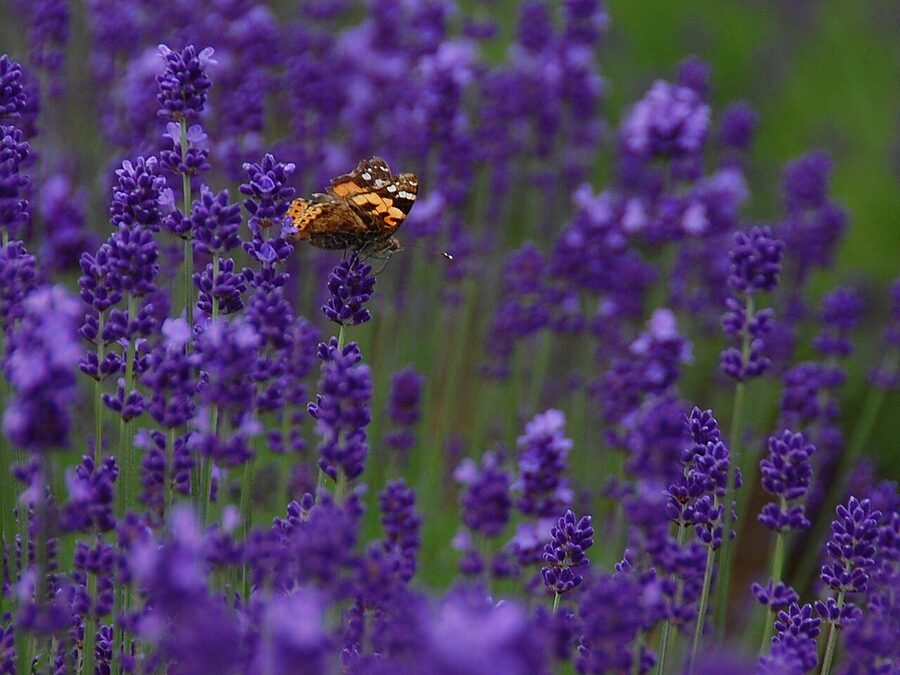 Lavender rows at Farm Tomita with rolling Hokkaido hills
