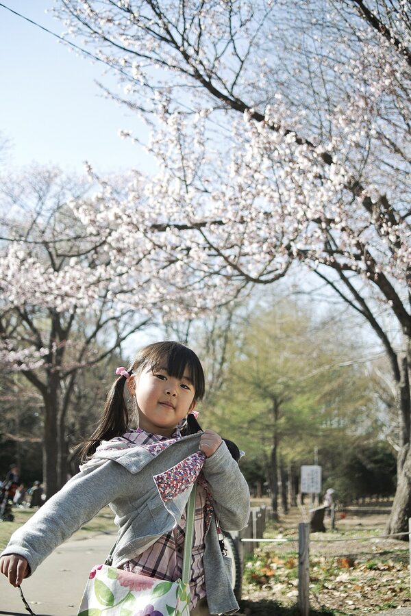 People at hanami picnic under cherry blossom in Sapporo