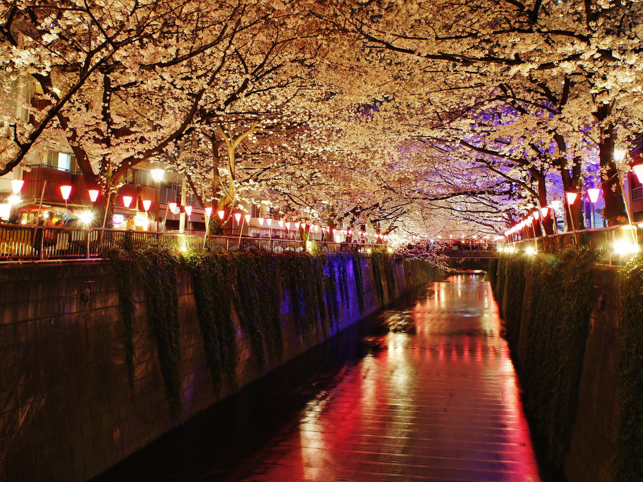 Lanterns lighting up Meguro River cherry blossoms in the evening