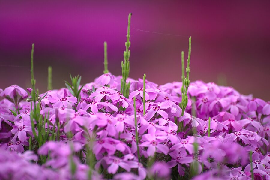 Chichibu shibazakura moss phlox in Hitsujiyama Park