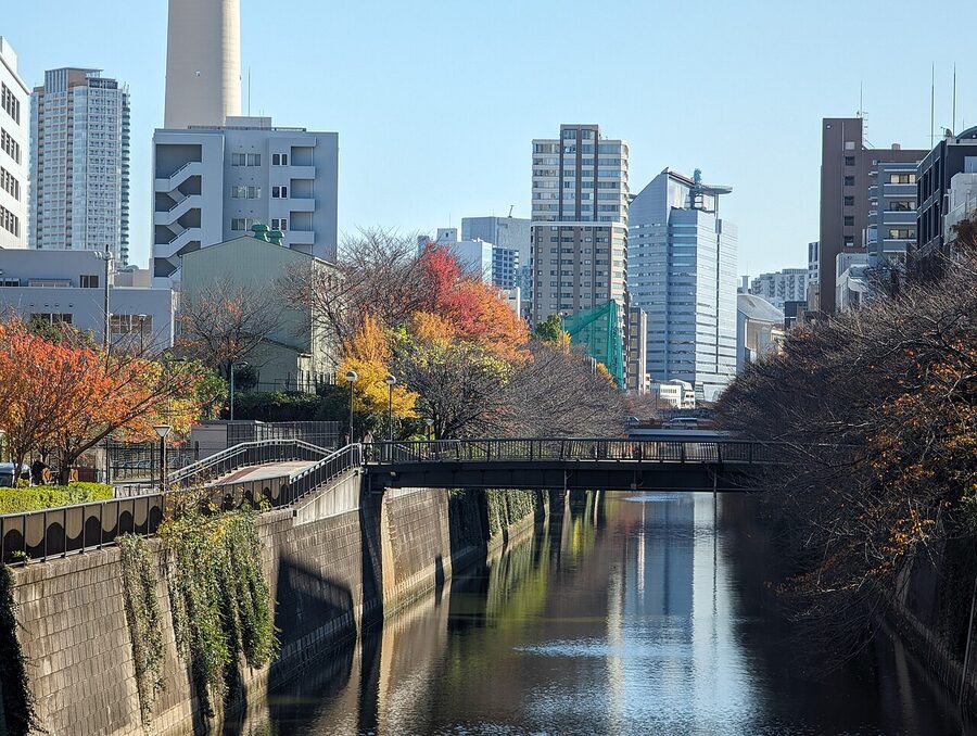 Daytime walk along Meguro river with cherry blossoms