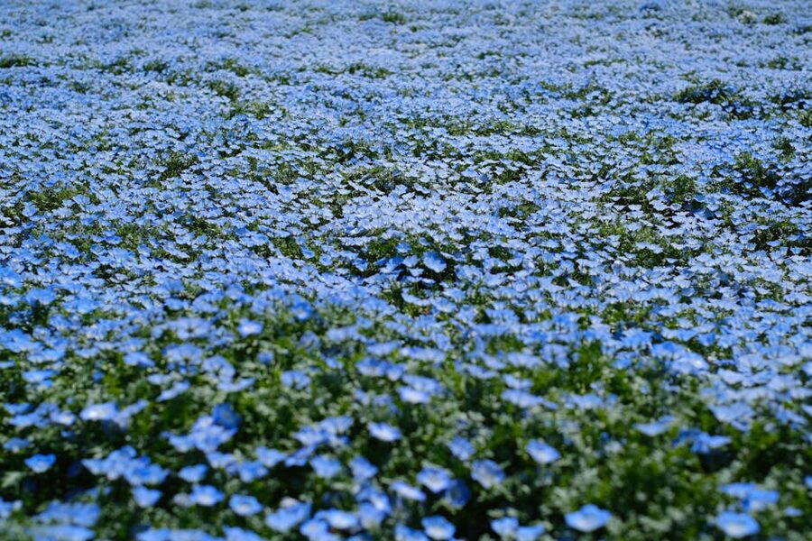 Field of blue nemophila in full bloom