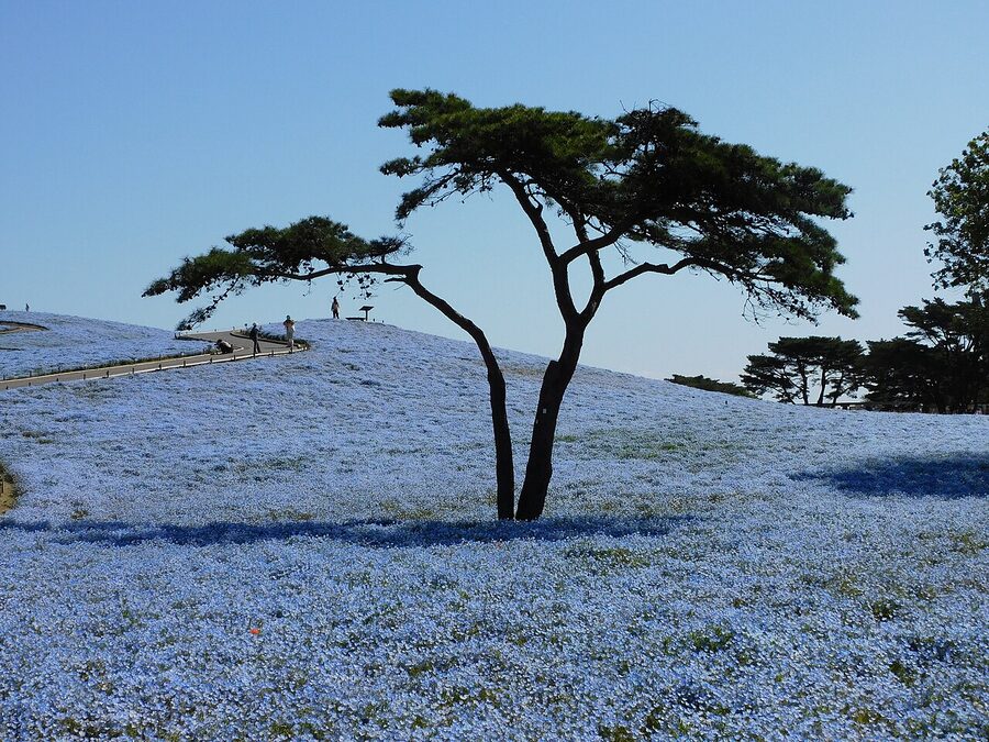 Nemophila field with a single tree in Hitachi Seaside Park