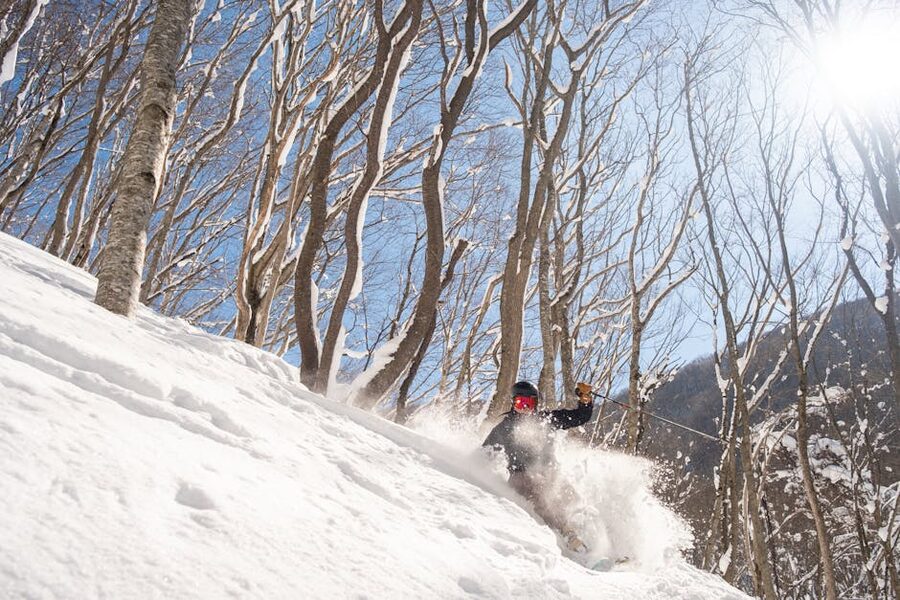Tree skiing in fresh powder Niseko