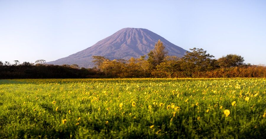 Sunflower field with Mount Yotei in background