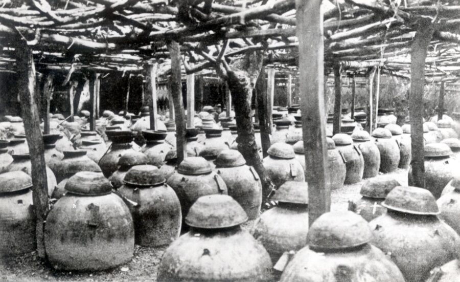 Large clay jars of fermenting moromi mash being prepared for awamori distillation