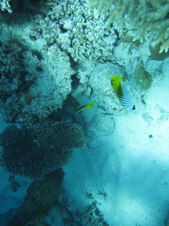 Coral reef life around Aka Island Kerama national park
