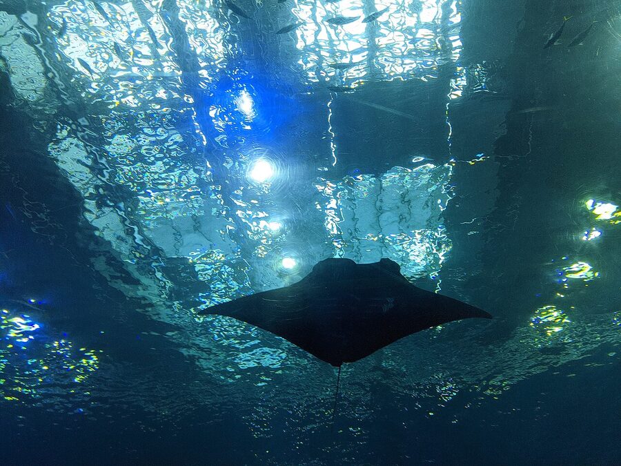 Kuroshio Tank with whale shark at Okinawa Churaumi Aquarium