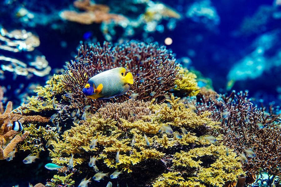 Tropical reef fish in Okinawa coastal waters