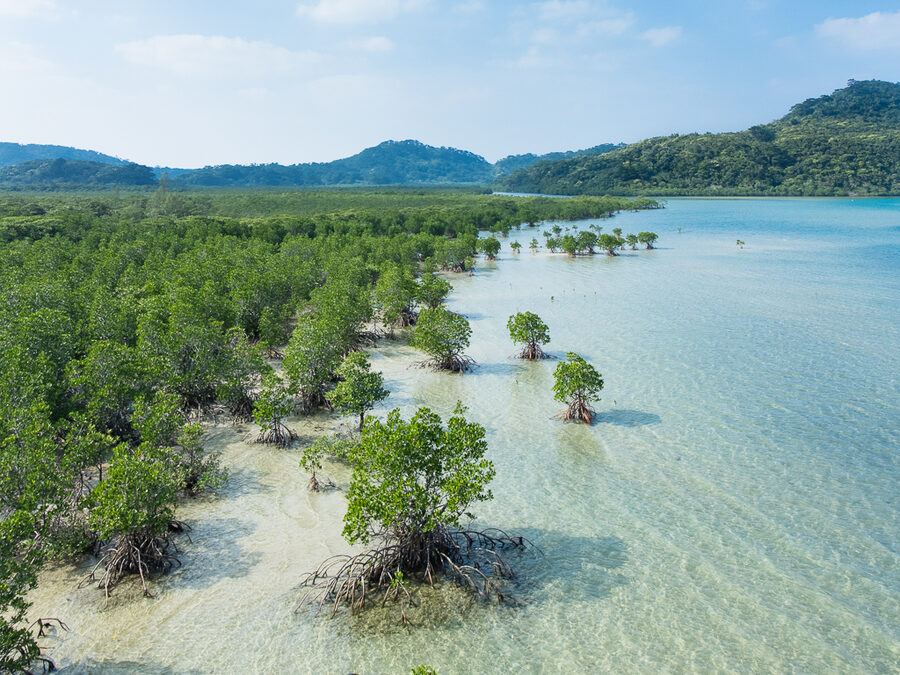 Mangrove forest on the Urauchi River on Iriomote Island, dense green canopy and dark water