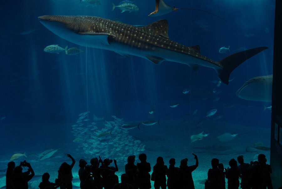 A whale shark and manta ray in the Kuroshio Tank at Okinawa Churaumi Aquarium