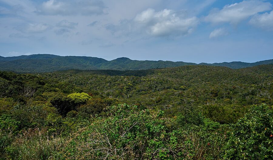 Subtropical evergreen laurel forest in Yanbaru National Park, the largest of its kind in Japan
