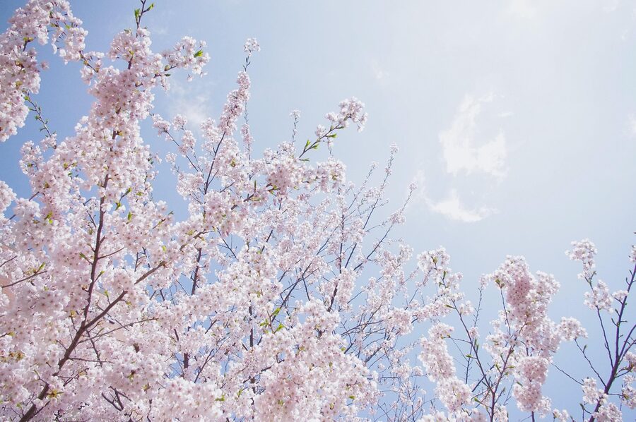 Cherry blossoms in spring against a clear sky