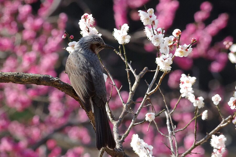 Japanese white-eye on a plum branch