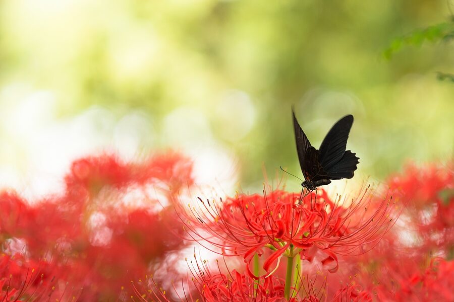 Black swallowtail butterfly on red spider lily