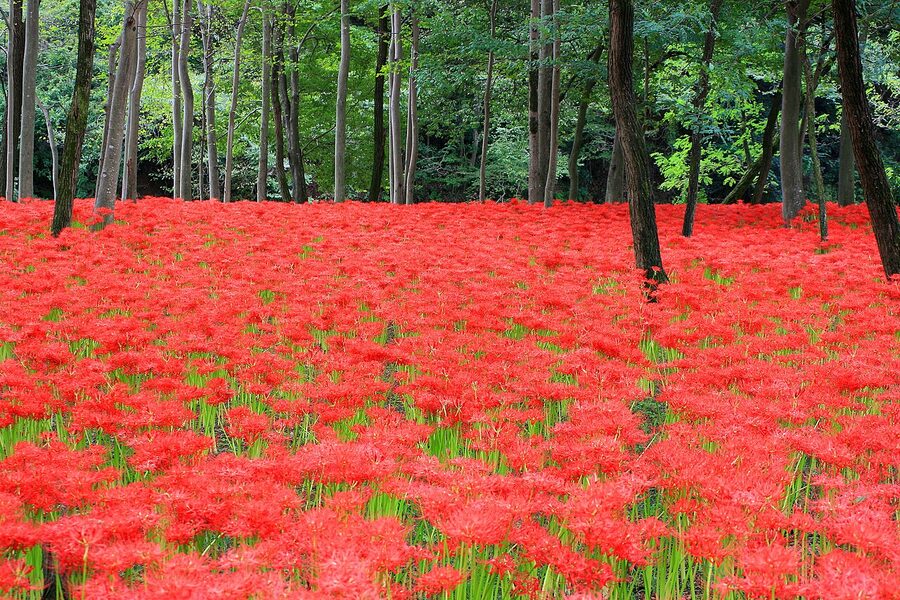 Red spider lilies at Kinchakuda, Saitama