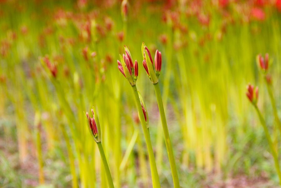 Red spider lily close-up