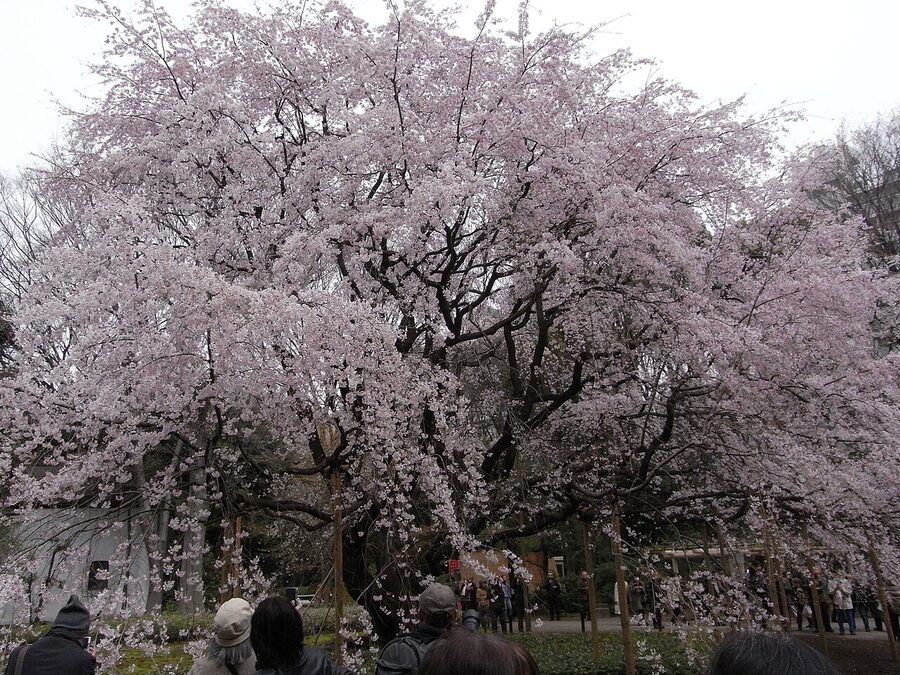 Massive shidarezakura weeping cherry tree at Rikugien with people viewing