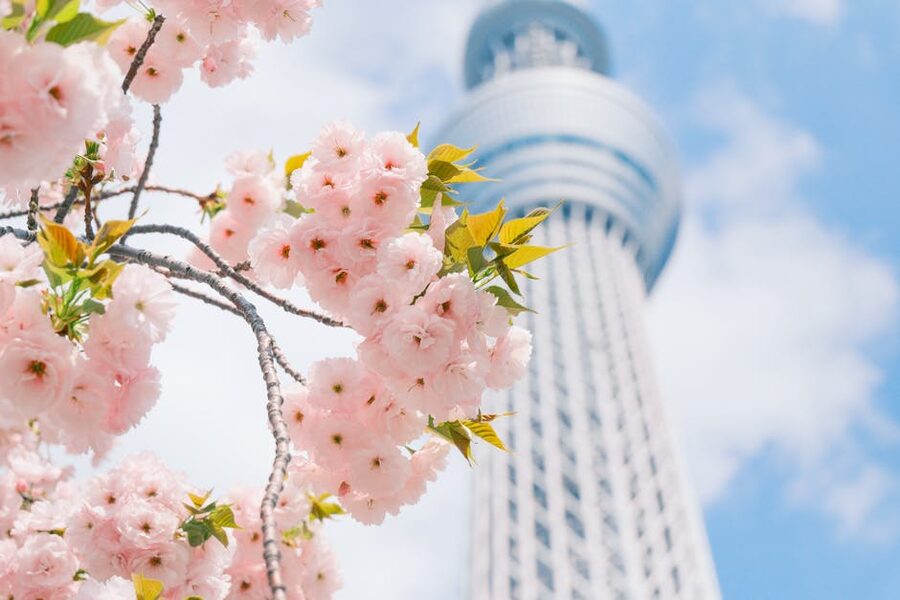 Cherry blossoms against Tokyo Skytree on a clear spring day