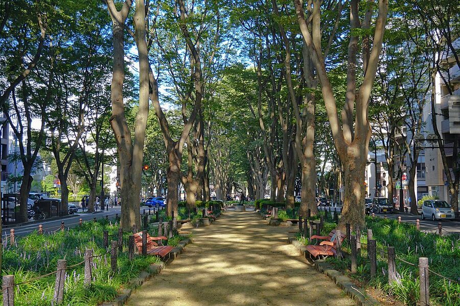 Tree-lined Jozenji-dori avenue in Sendai with Japanese zelkova trees forming a green canopy