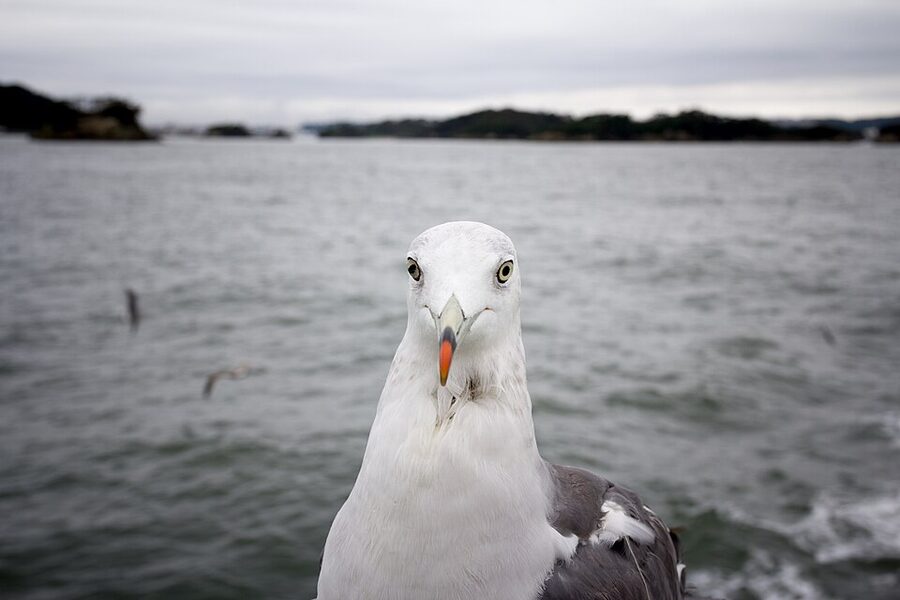 Matsushima Bay with sightseeing boat and pine-covered island in calm sea