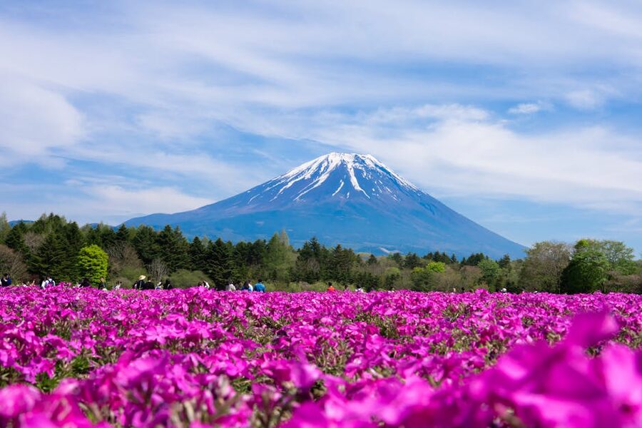 Mt. Fuji with shibazakura moss phlox in foreground