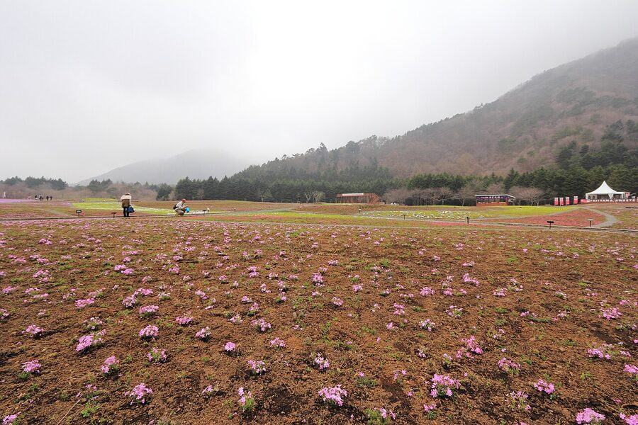 Fuji Shibazakura Festival