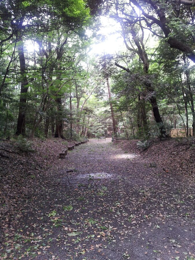 Wooded pathway leading into Meiji Shrine