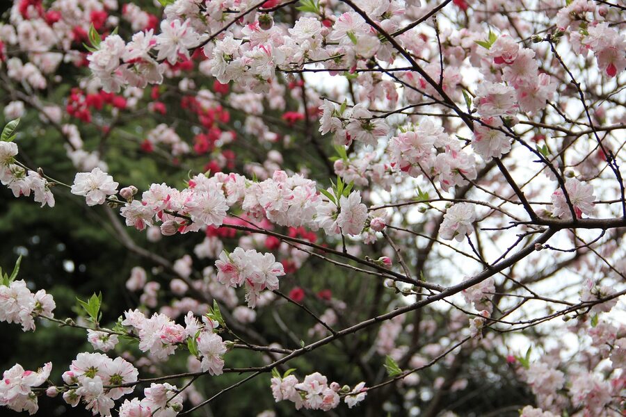 Shinjuku Gyoen pink cherry blossoms reflected in pond