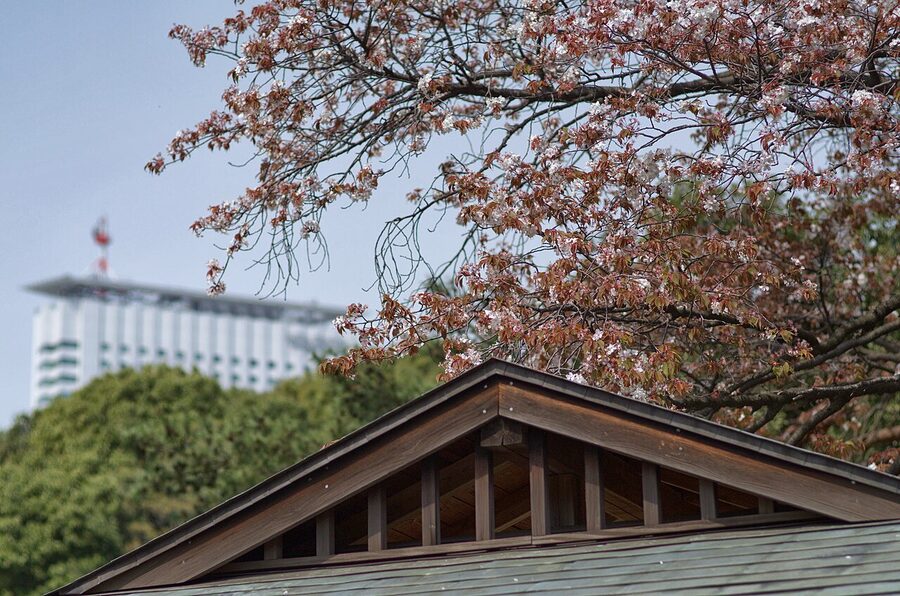 Open lawn in Shinjuku Gyoen with cherry trees and people picnicking