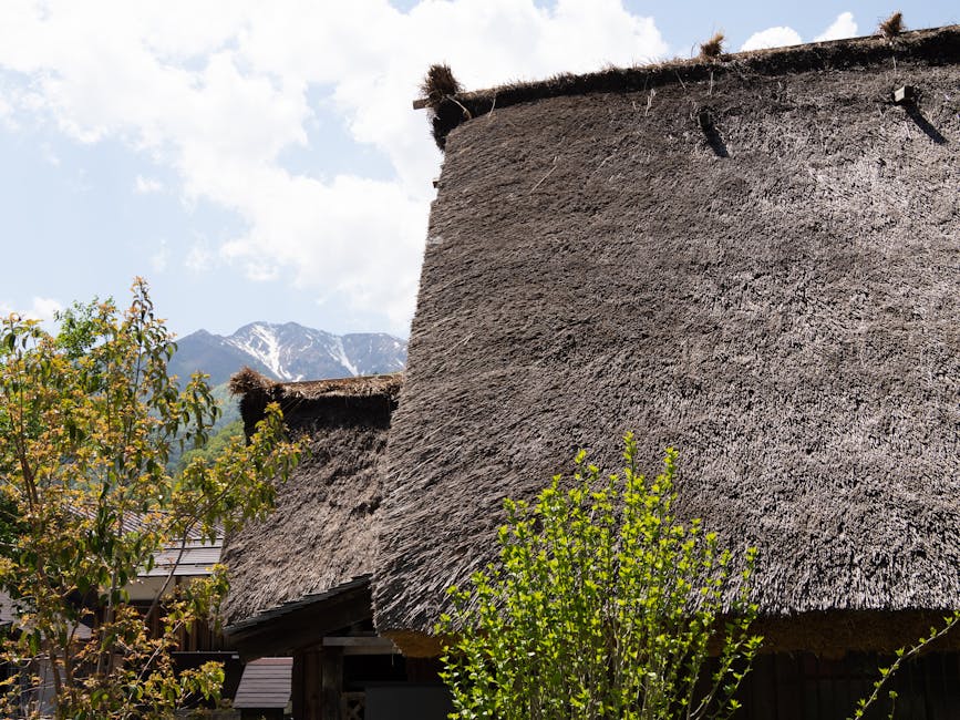 Detail of thatched miscanthus grass roof of a gassho-zukuri farmhouse, showing layered straw structure