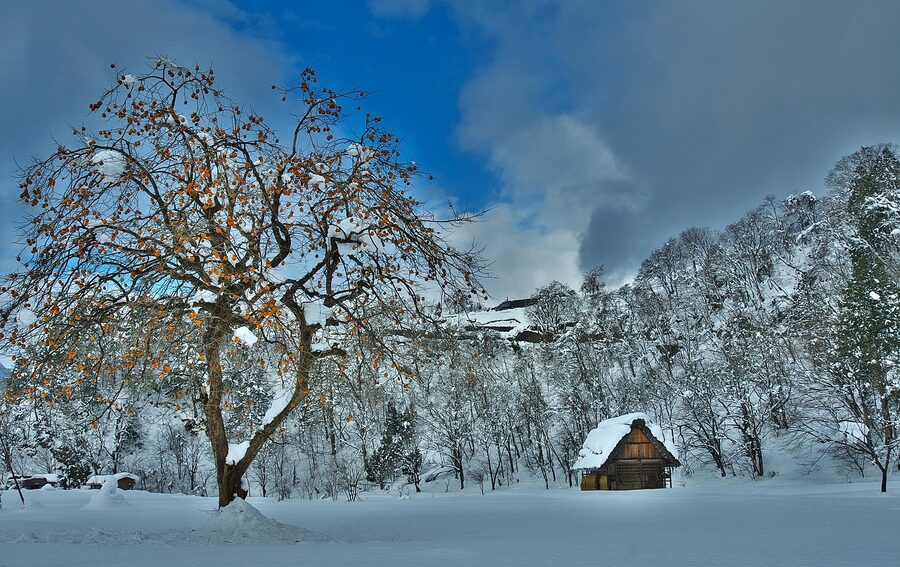 Persimmons hanging to dry from eaves of gassho-zukuri thatched-roof farmhouse in Shirakawa-go