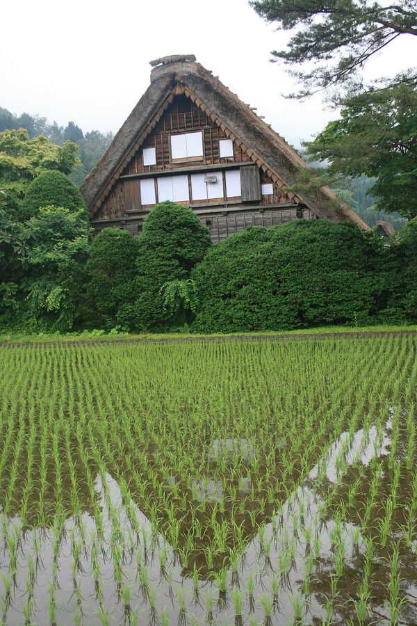 Wada House and rice paddy field reflecting the gassho-zukuri farmhouse at Shirakawa-go