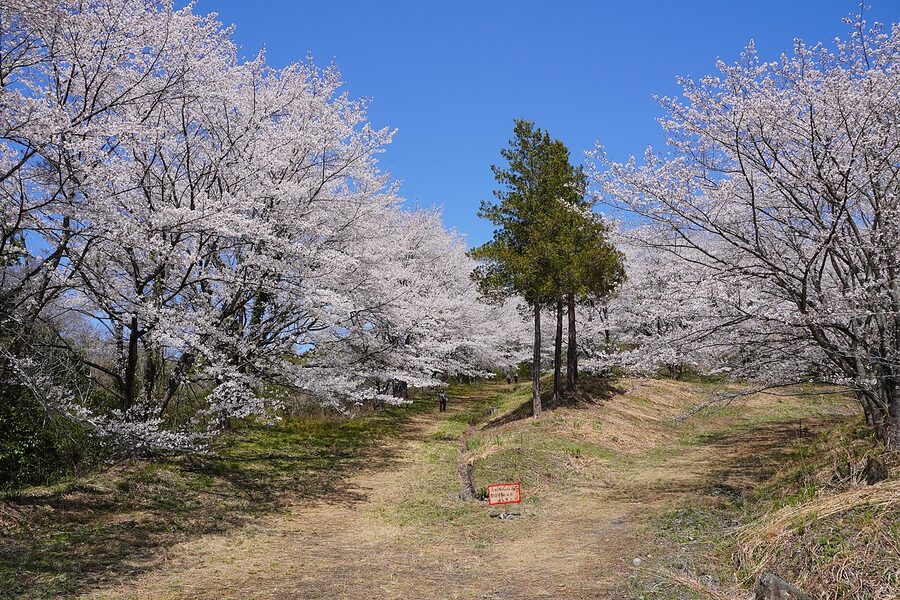 Close-up of pale pink Somei Yoshino cherry blossom branch