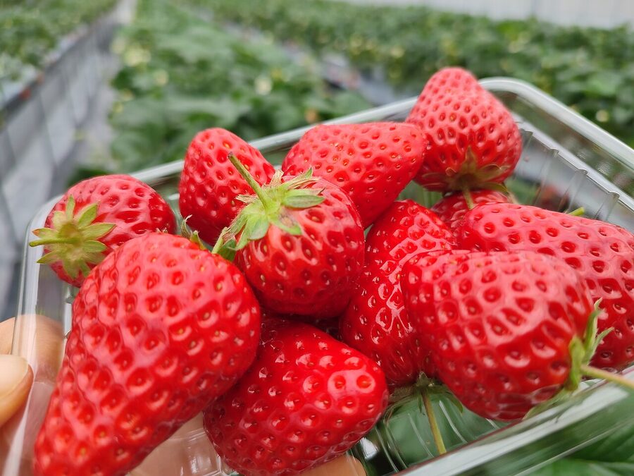 Awaji Island strawberry farm with raised gutter beds