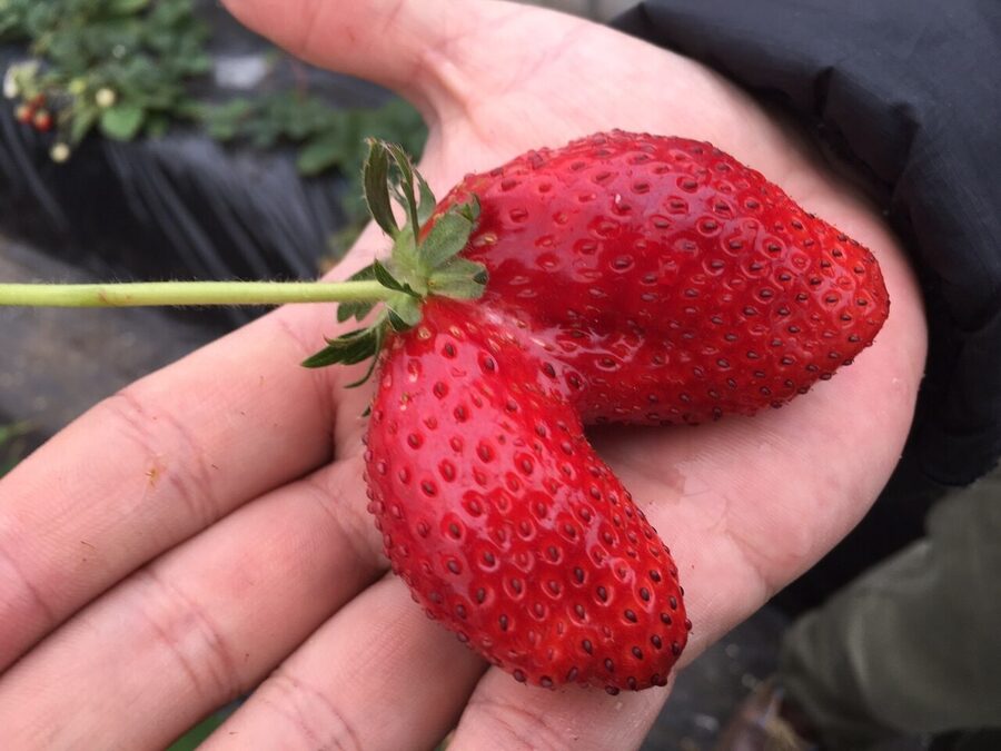 A visitor picking strawberries inside a Japanese greenhouse during ichigo-gari