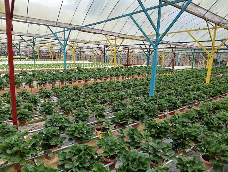 Strawberry plants on raised gutter benches inside a Japanese kosetsu saibai greenhouse