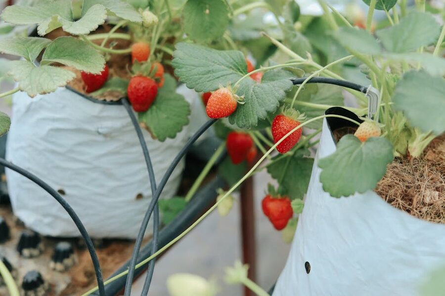 Close up of strawberries hanging from raised beds in a greenhouse