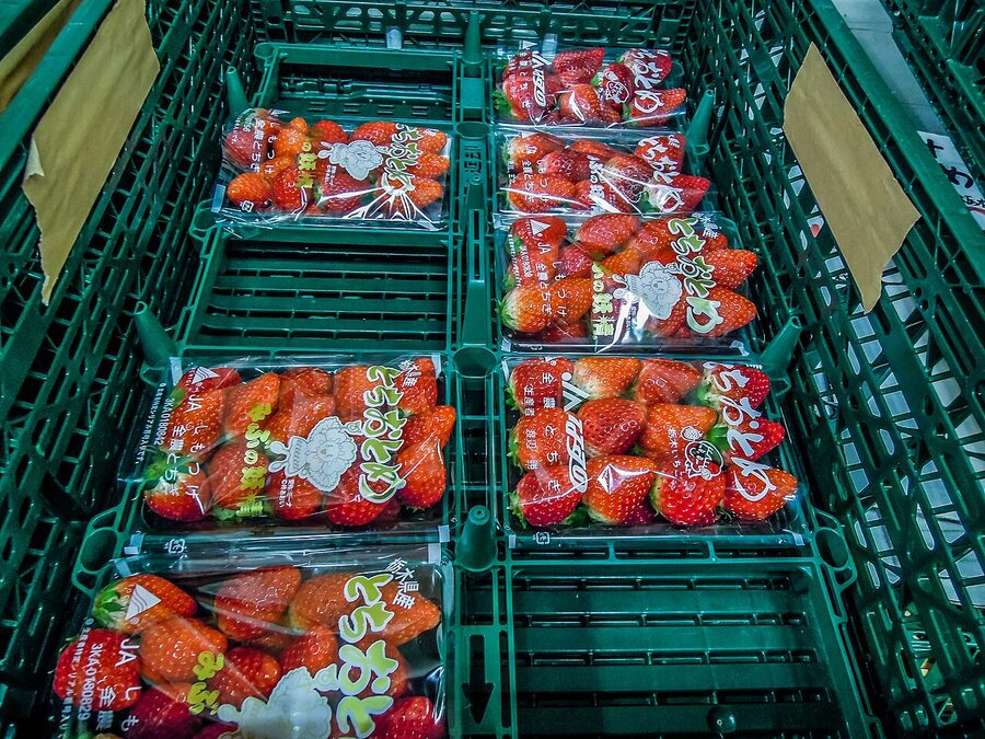 Tochiotome strawberry from Tochigi prefecture, Japan's most-grown cultivar