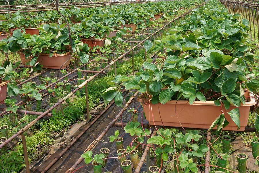 Strawberry suckering at a farm in Yame Fukuoka