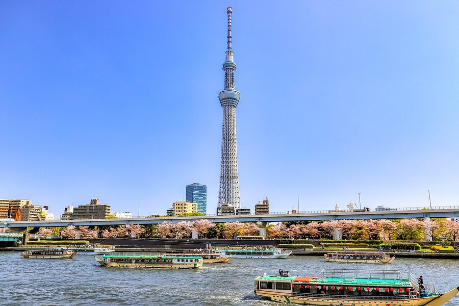 Sumida Park east bank cherry blossoms with Tokyo Skytree