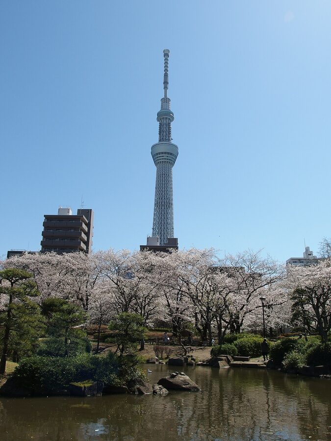 Tokyo Skytree rising behind Sumida Park cherry blossoms