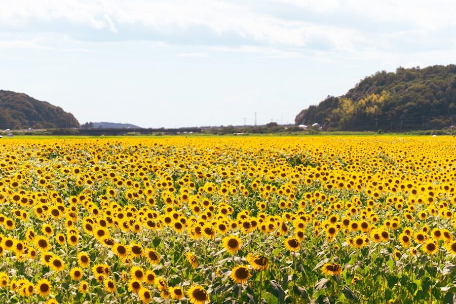 Sunflower field stretching across rural Japan