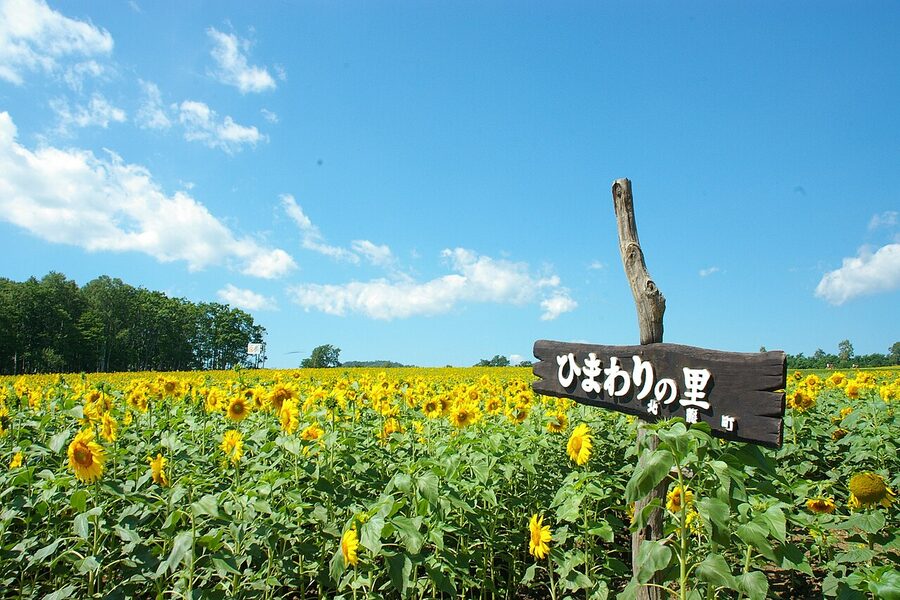 Hokuryu Sunflower Village, Hokkaido